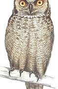 Spotted Eagle-Owl