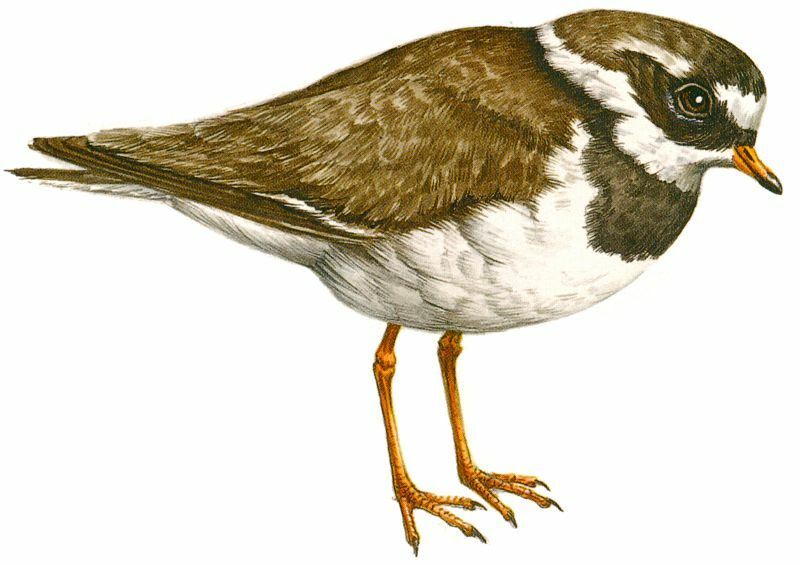 Common Ringed Plover