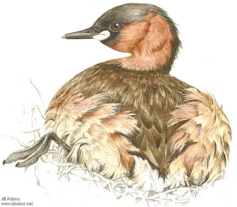 Little Grebe