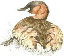 Little Grebe