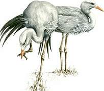 Blue Crane