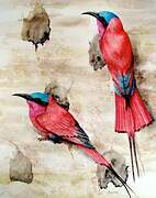 Southern Carmine Bee-eater