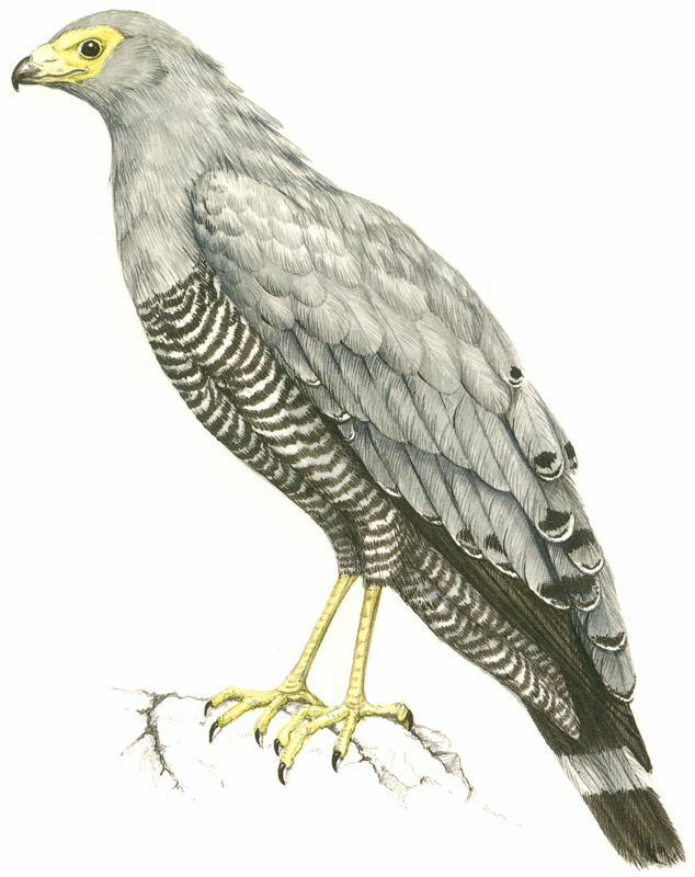 African Harrier-Hawk