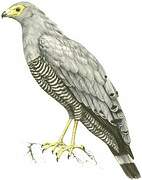 African Harrier-Hawk