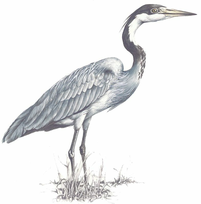 Black-headed Heron