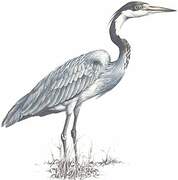 Black-headed Heron