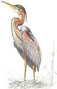 Purple Heron