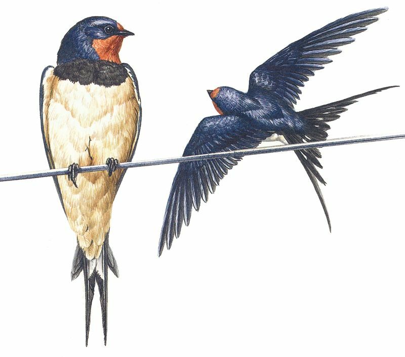 Barn Swallow