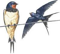 Barn Swallow