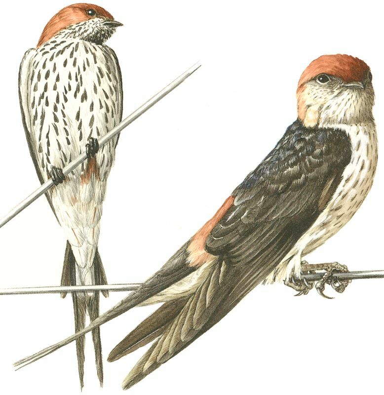 Lesser Striped Swallow