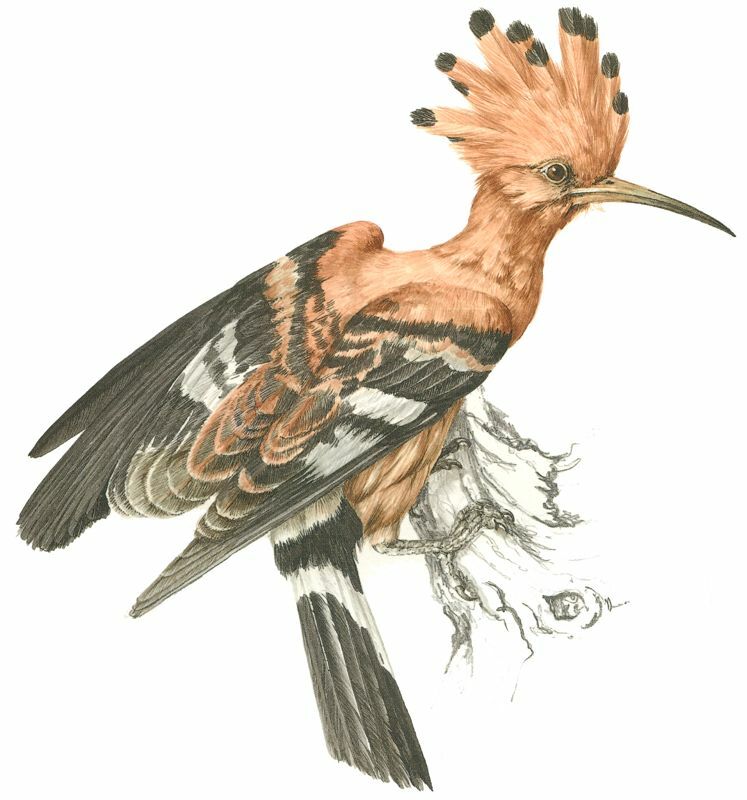 African Hoopoe