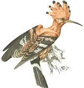 African Hoopoe