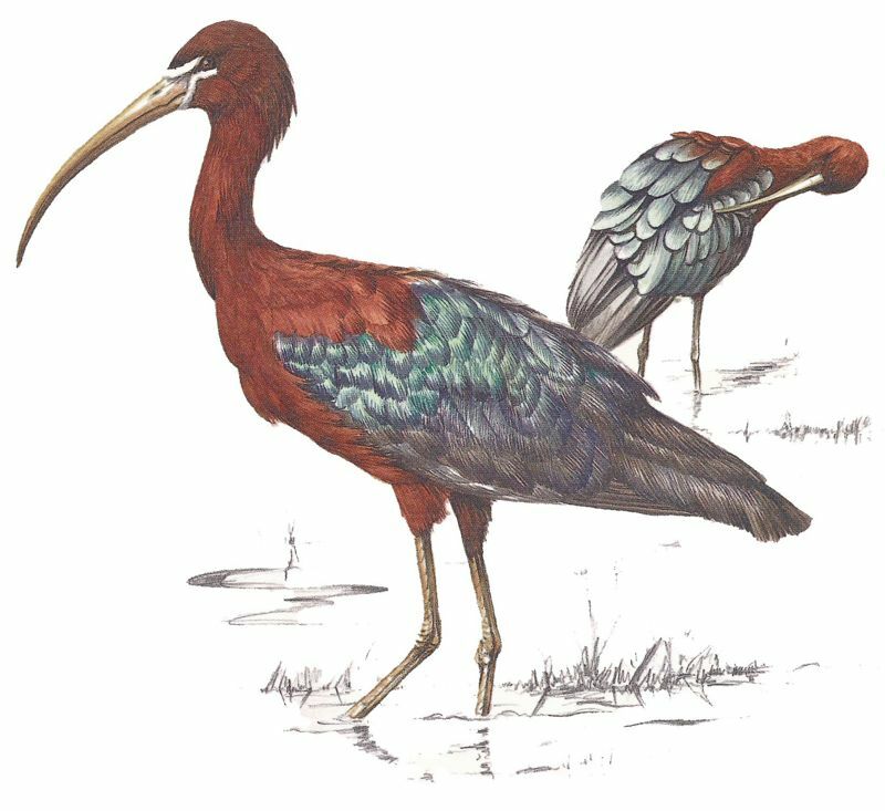 Ibis falcinelle