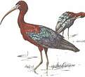 Ibis falcinelle