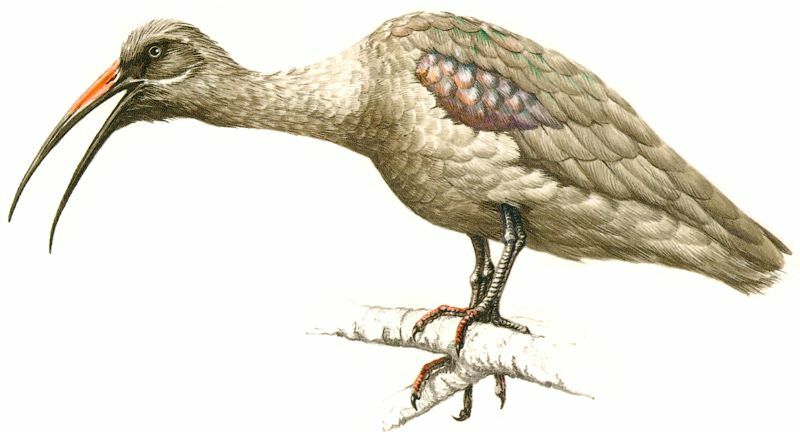 Hadada Ibis