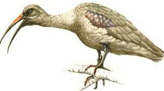 Hadada Ibis