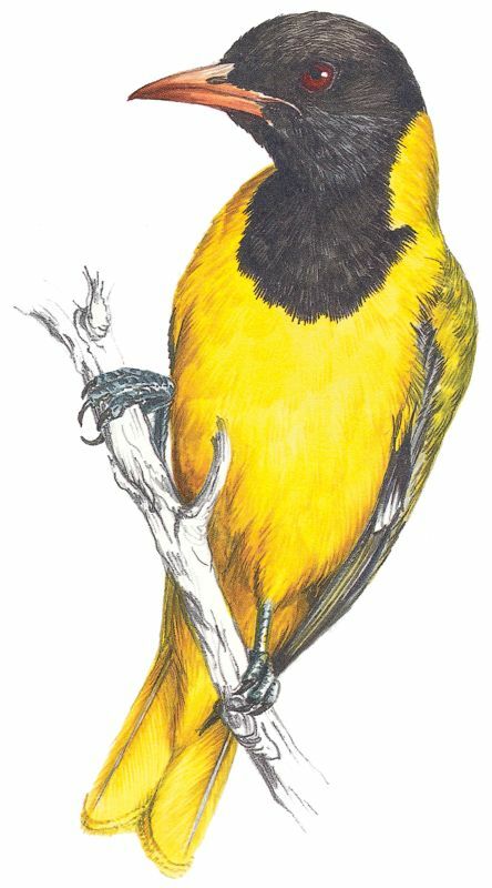 Black-headed Oriole