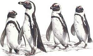 African Penguin