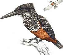 Giant Kingfisher