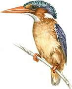 Malachite Kingfisher