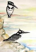 Pied Kingfisher