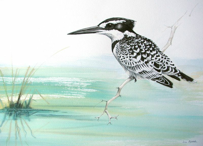 Pied Kingfisher