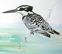 Pied Kingfisher