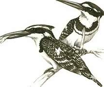 Pied Kingfisher