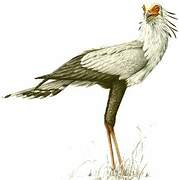 Secretarybird