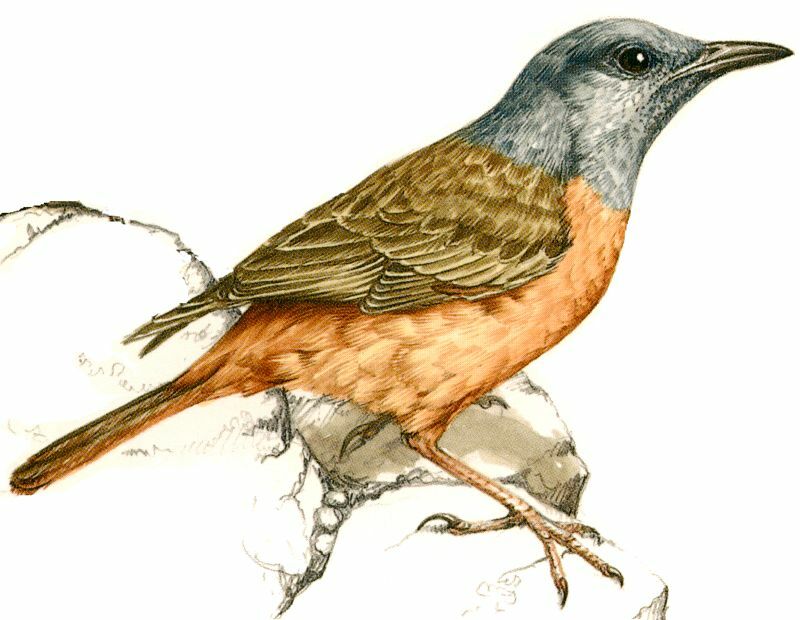 Cape Rock Thrush