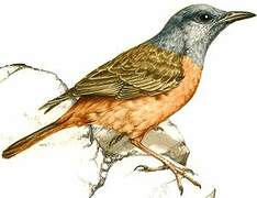 Cape Rock Thrush