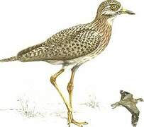 Spotted Thick-knee