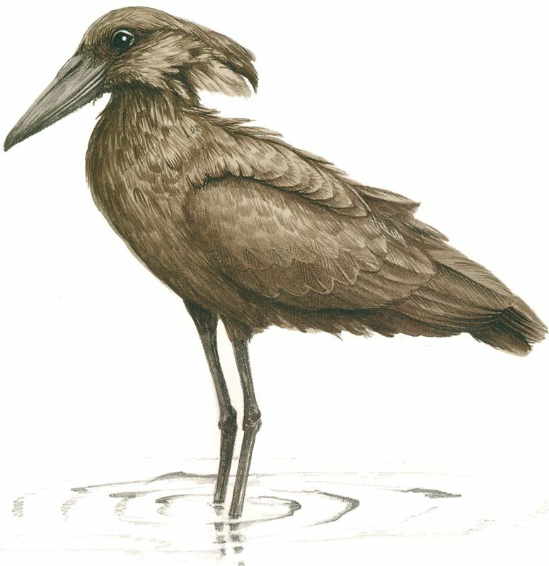 Hamerkop