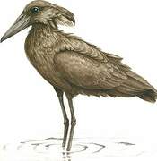 Hamerkop