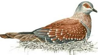 Speckled Pigeon