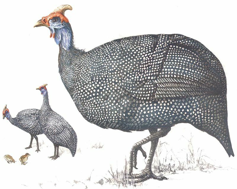 Helmeted Guineafowl