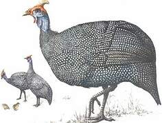 Helmeted Guineafowl