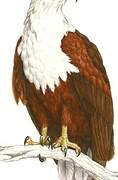 African Fish Eagle