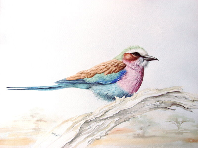 Lilac-breasted Roller