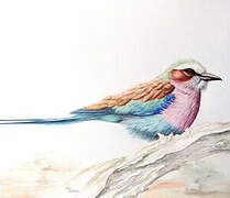 Lilac-breasted Roller