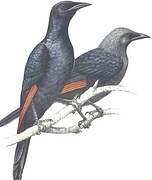 Red-winged Starling