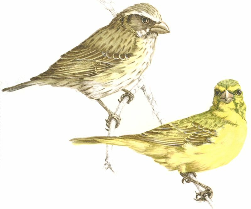 Serin de Sainte-Hélène