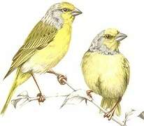 Cape Canary