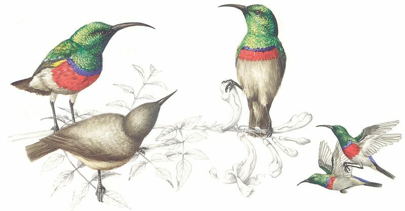 Southern Double-collared Sunbird