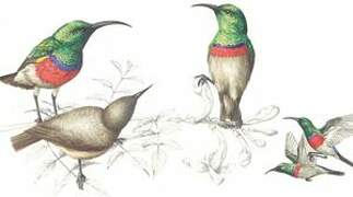 Southern Double-collared Sunbird