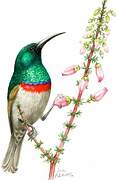 Southern Double-collared Sunbird