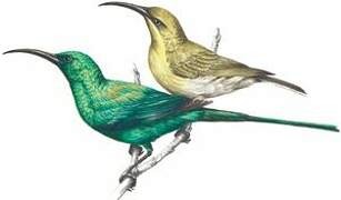 Malachite Sunbird