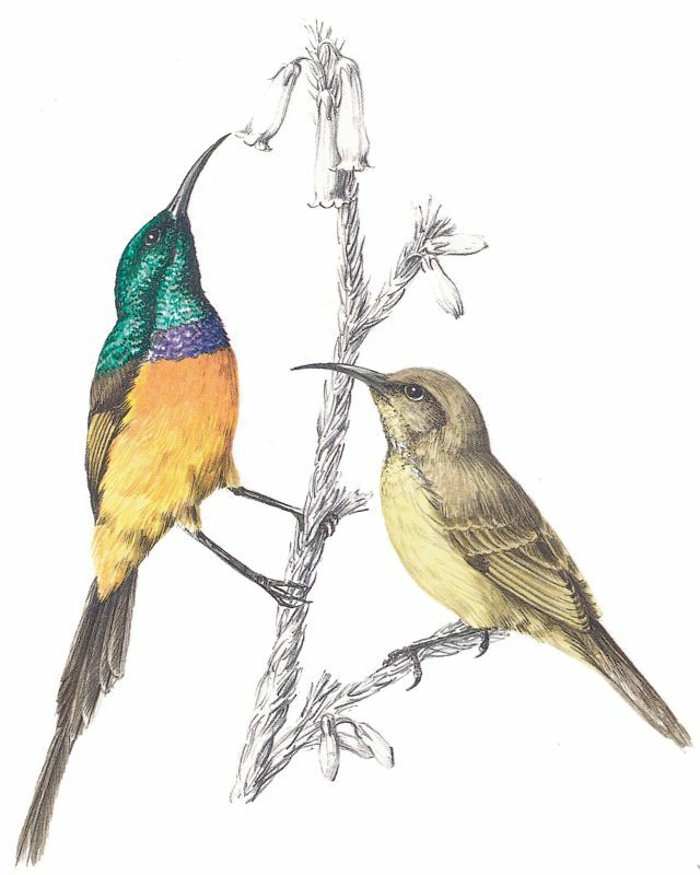 Orange-breasted Sunbird