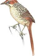 Cape Grassbird