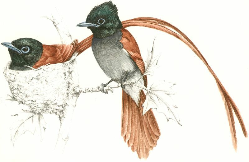 African Paradise Flycatcher